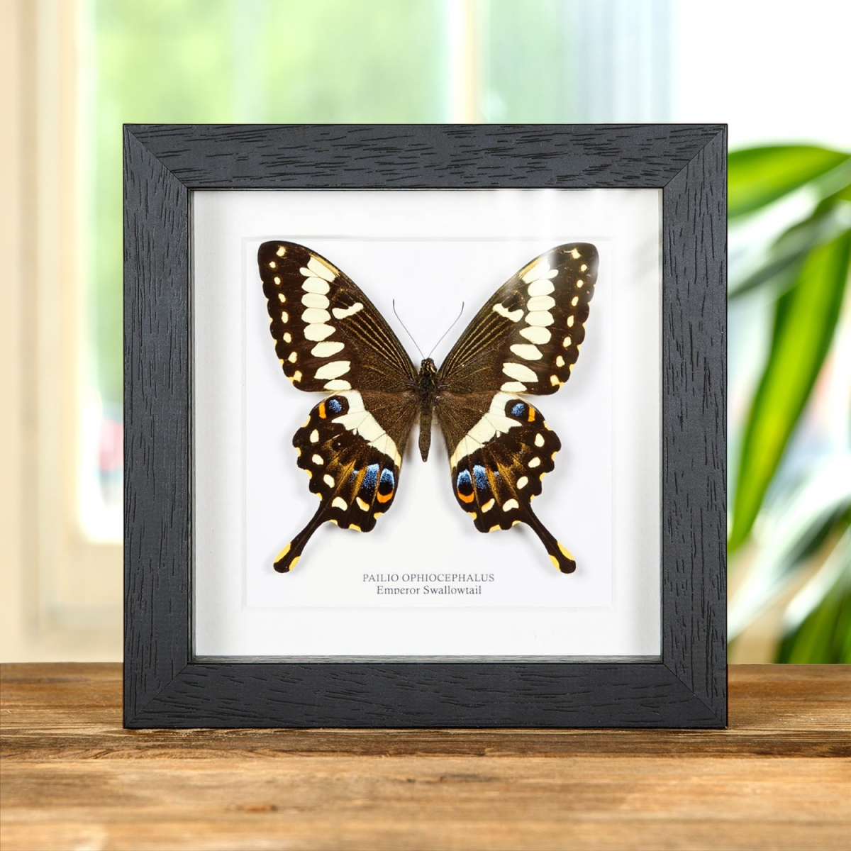Minibeast Emperor Swallowtail in Box Frame (Papilio ophidicephalus)