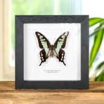 Minibeast Glassy Bluebottle Butterfly in Box Frame (Graphium cloanthus)