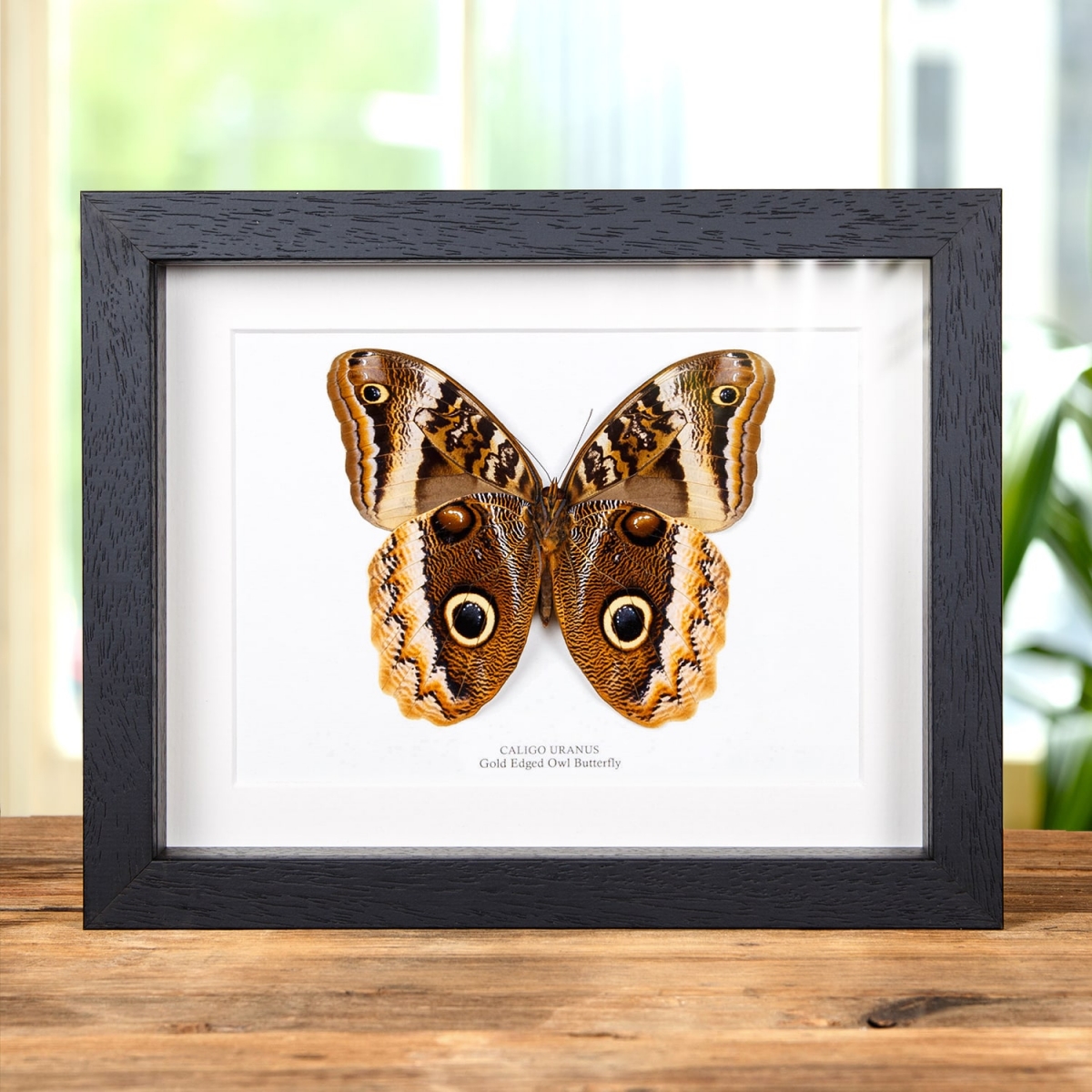 Minibeast Gold Edged Owl Butterfly Ventral Side in Box Frame (Caligo uranus)