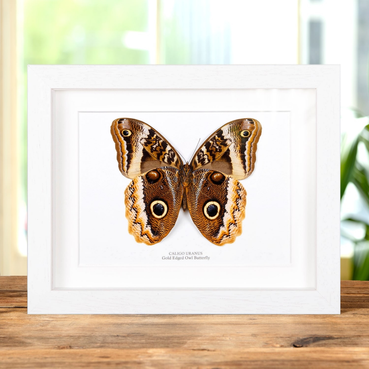 Gold Edged Owl Butterfly Ventral Side in Box Frame (Caligo uranus)