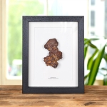 Minibeast Fossilised Dinosaur Poo in Box Frame (Coprolite)
