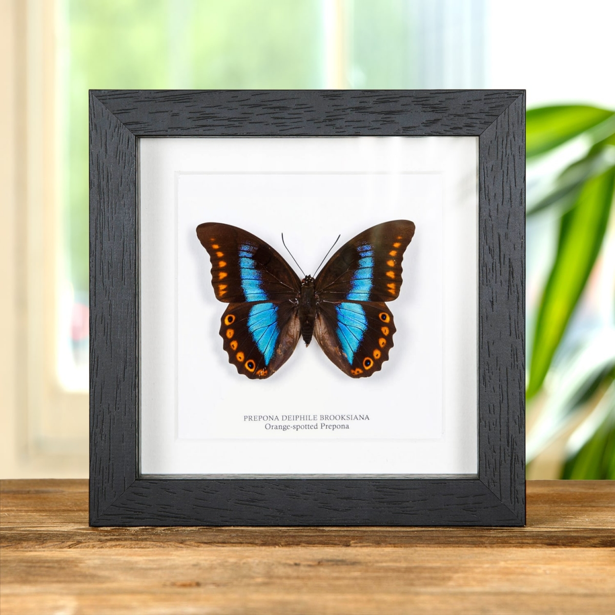 Minibeast Female Orange-spotted Prepona Butterfly in Box Frame (Prepona deiphile brooksiana)