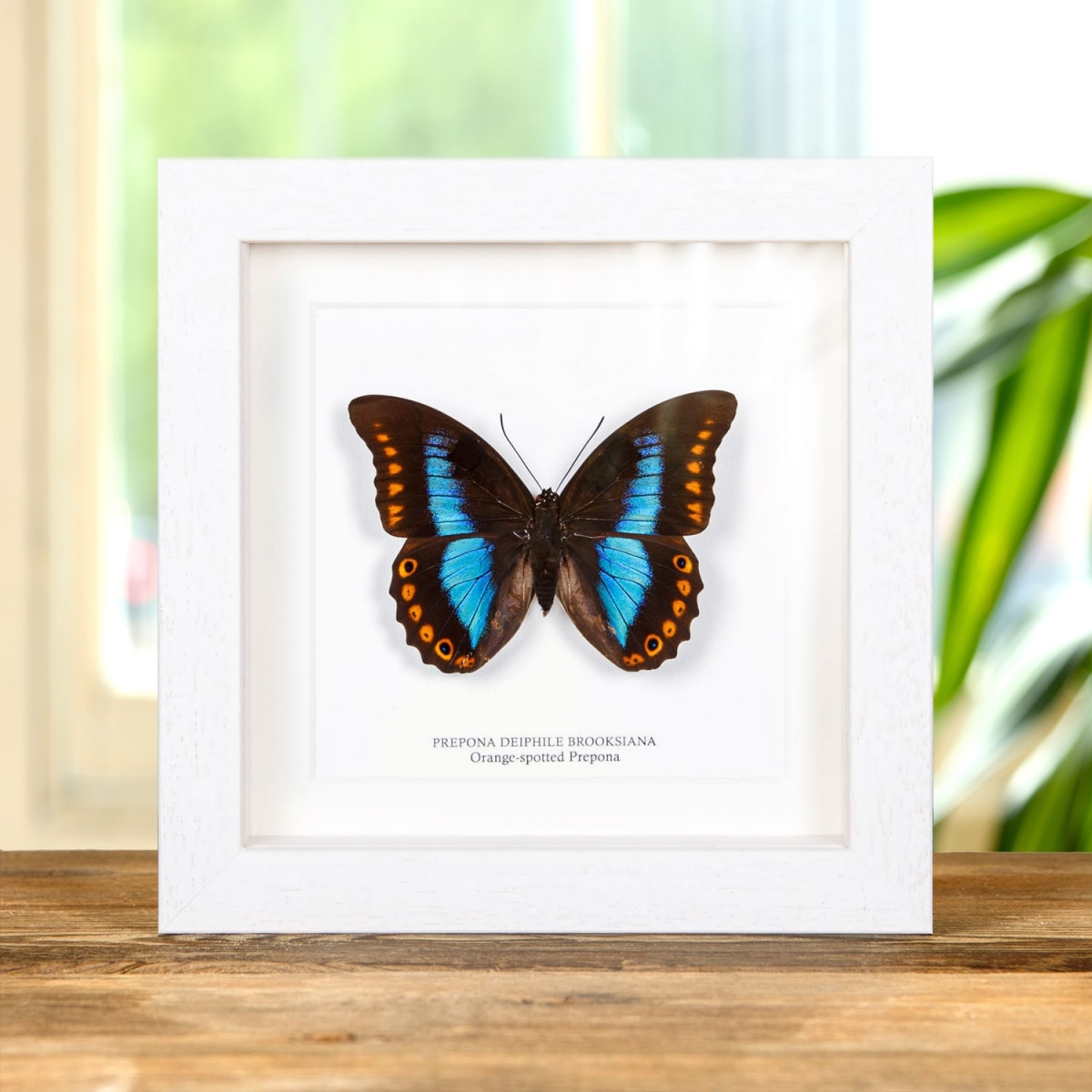 Female Orange-spotted Prepona Butterfly in Box Frame (Prepona deiphile brooksiana)