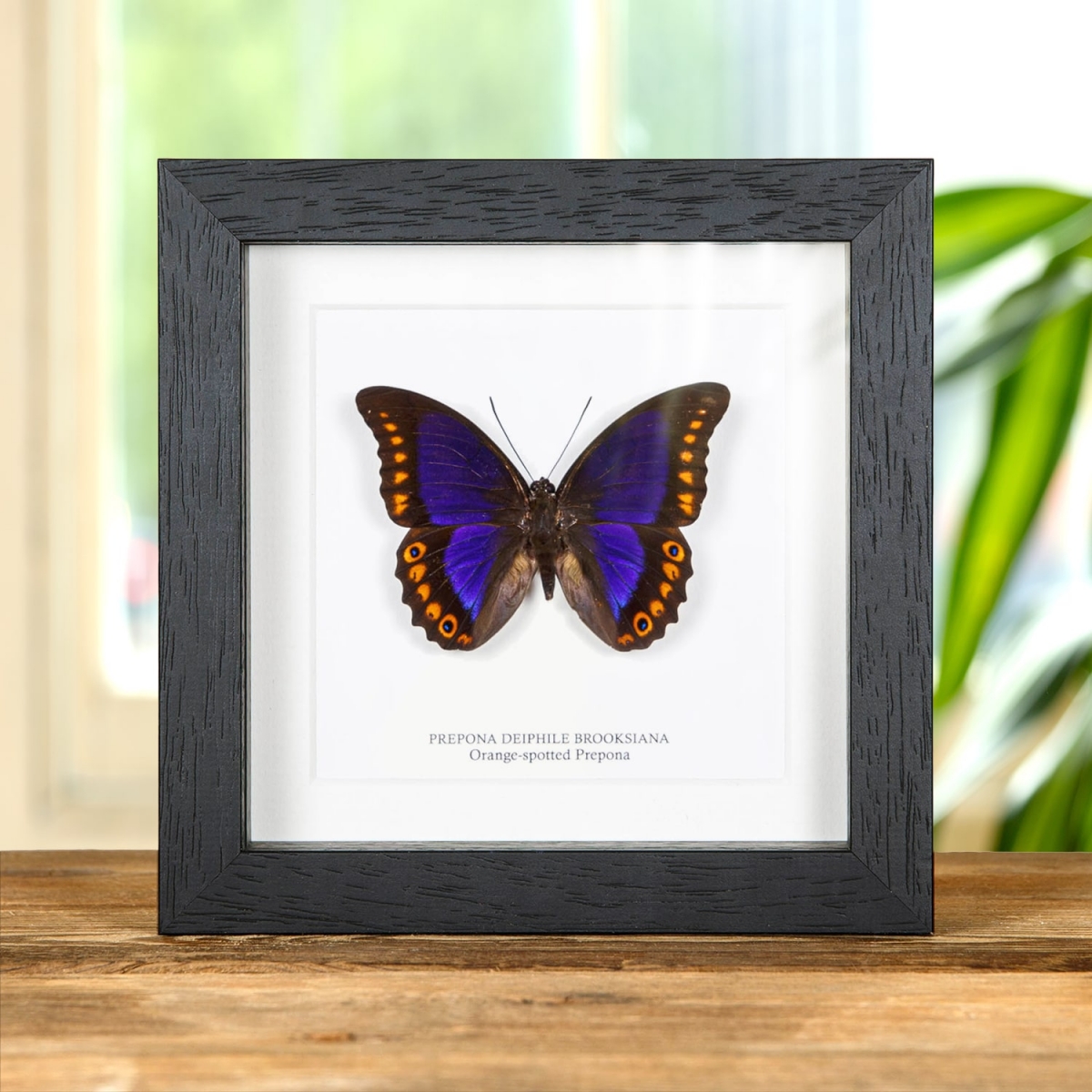 Minibeast Male Orange-spotted Prepona Butterfly in Box Frame (Prepona deiphile brooksiana)