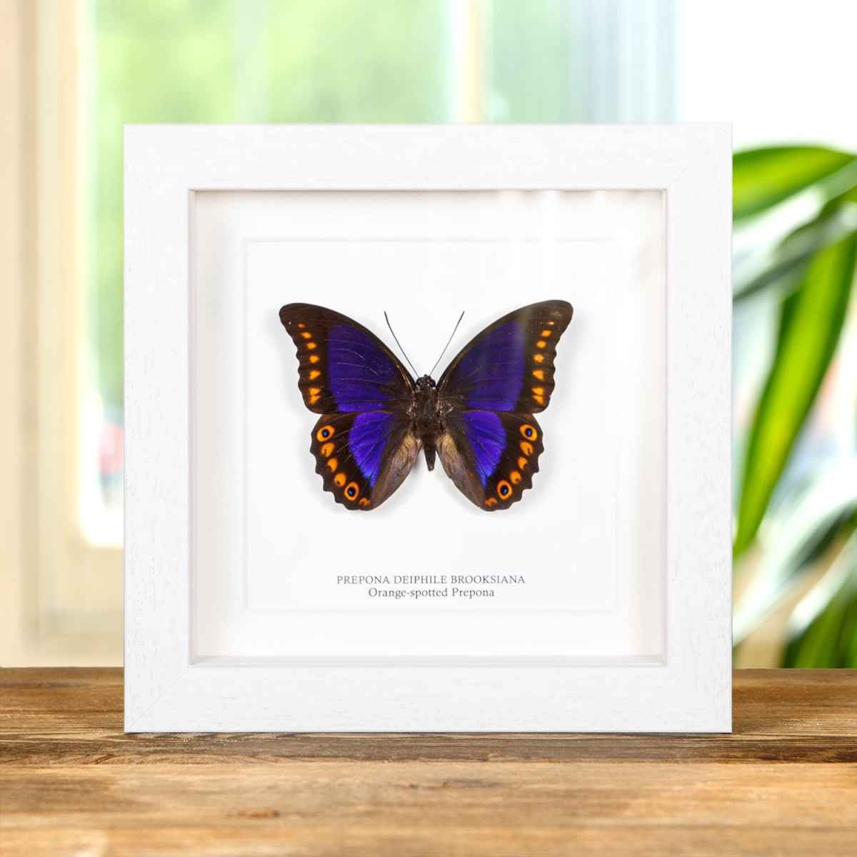 Male Orange-spotted Prepona Butterfly in Box Frame (Prepona deiphile brooksiana)