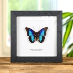 Minibeast Shaded-blue Leafwing in Box Frame (Prepona Laertes octavia)