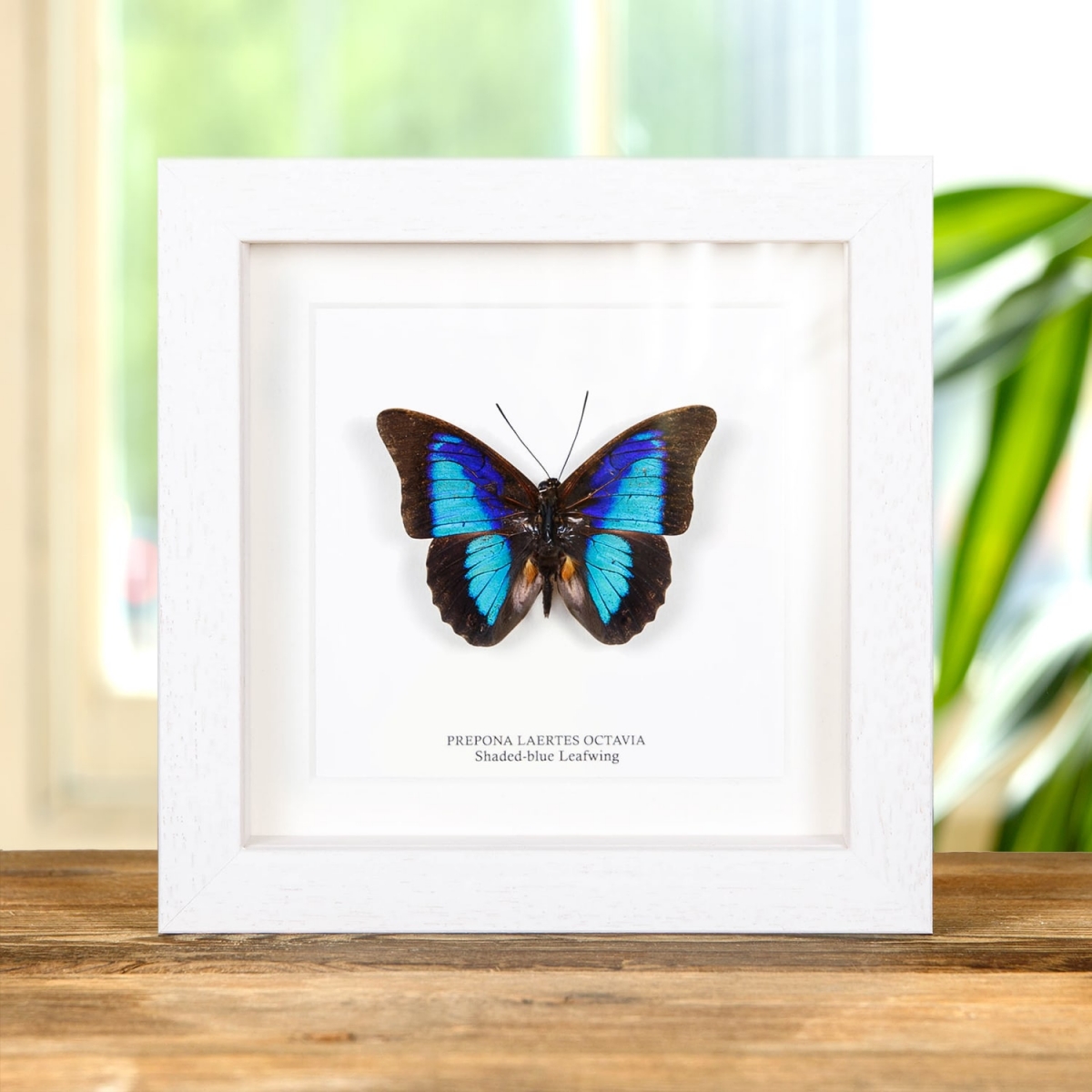 Shaded-blue Leafwing in Box Frame (Prepona Laertes octavia)