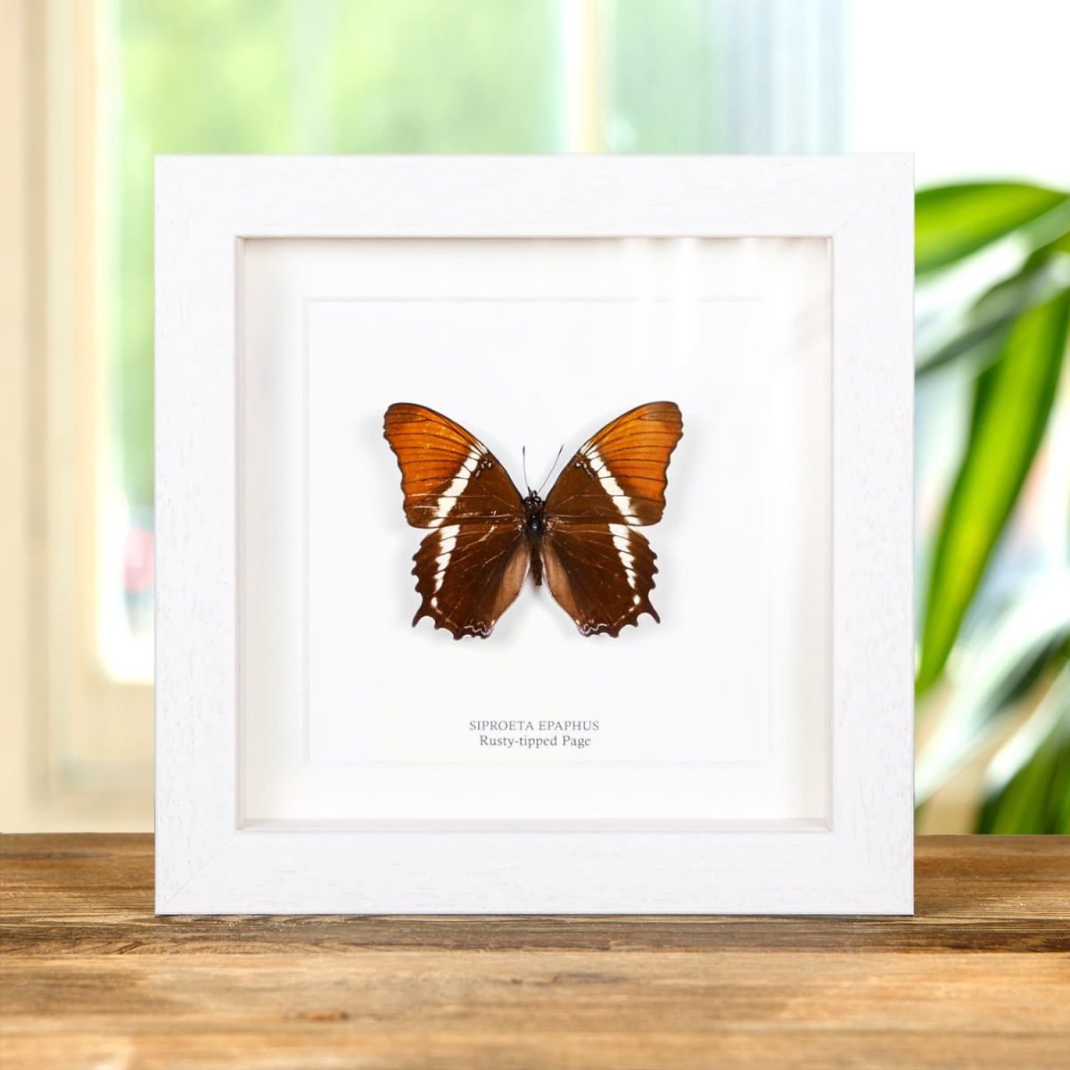 Rusty-tipped Page in Box Frame (Siproeta epaphus)