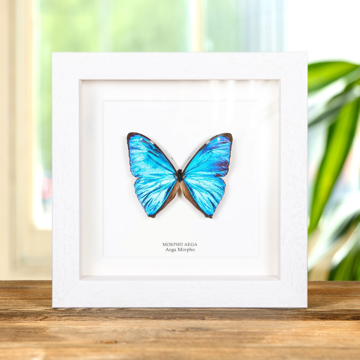 Aega Morpho Butterfly in Box Frame (Morpho aega)