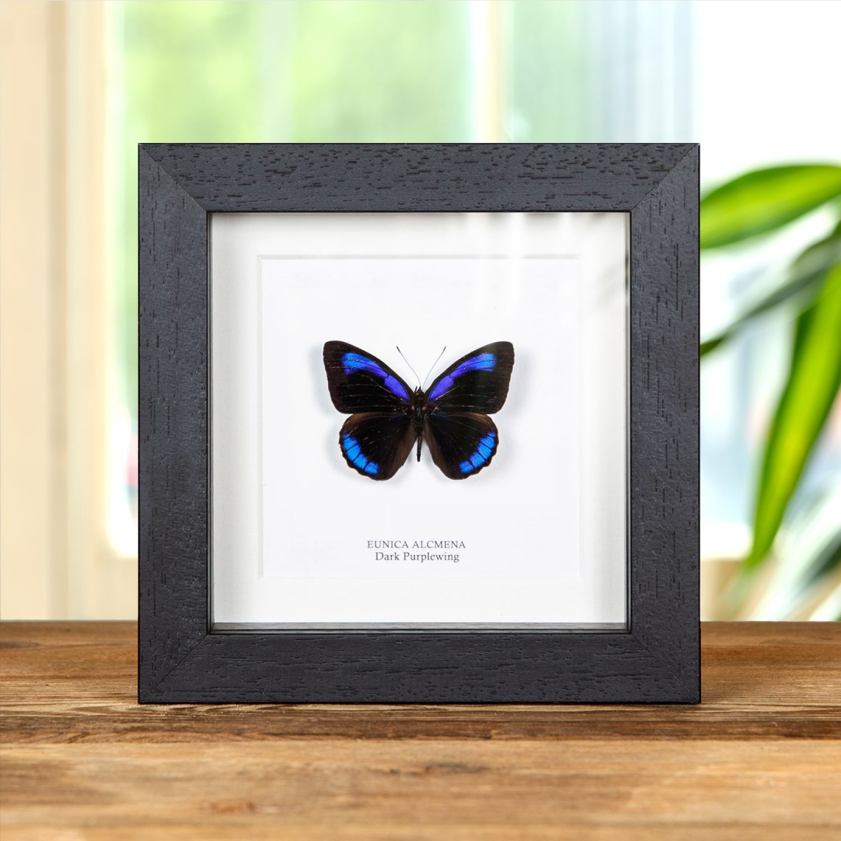 Minibeast Dark Purplewing in Box Frame (Eunica alcmena)