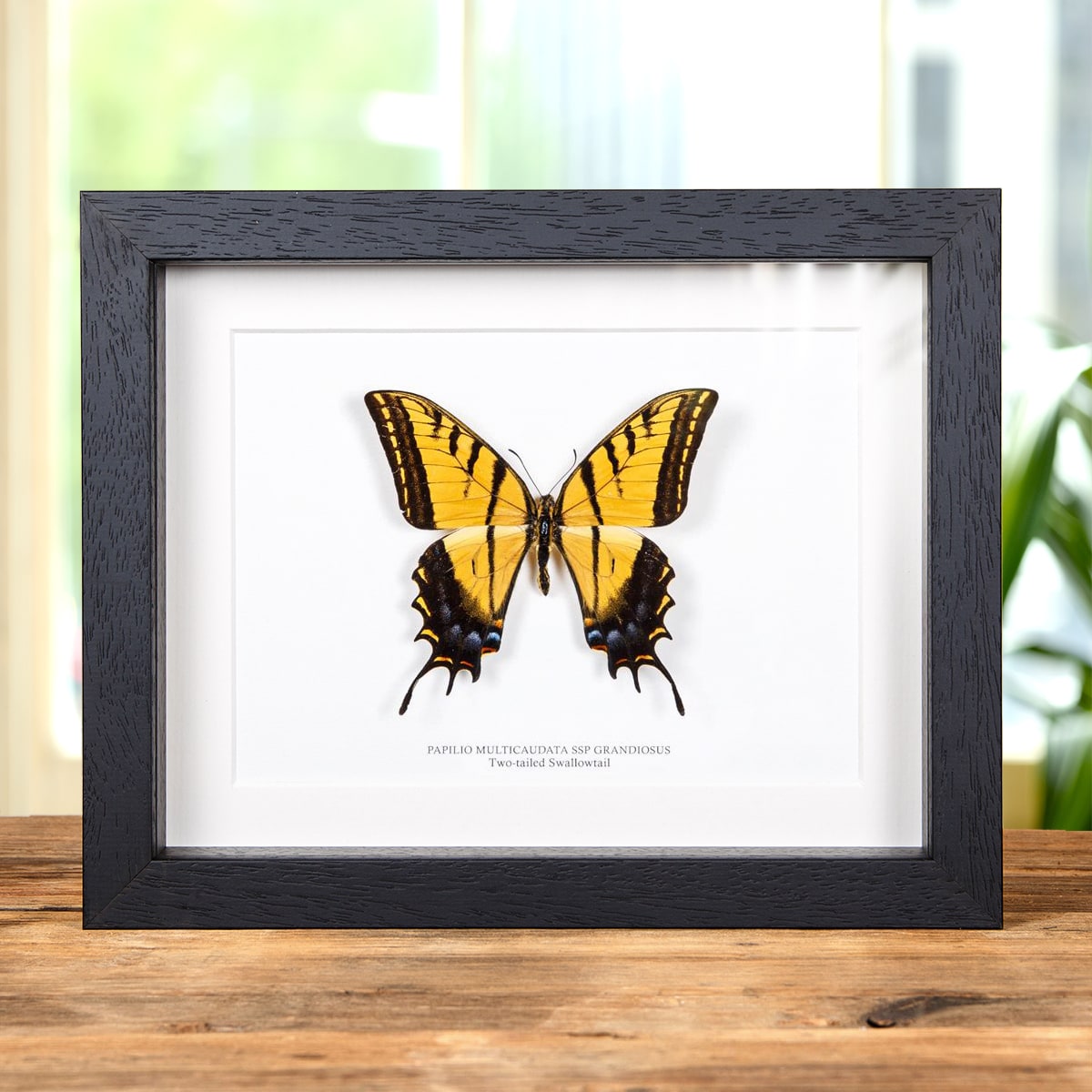 Minibeast Two-tailed Swallowtail in Box Frame (Papilio multicaudata ssp grandiosus)