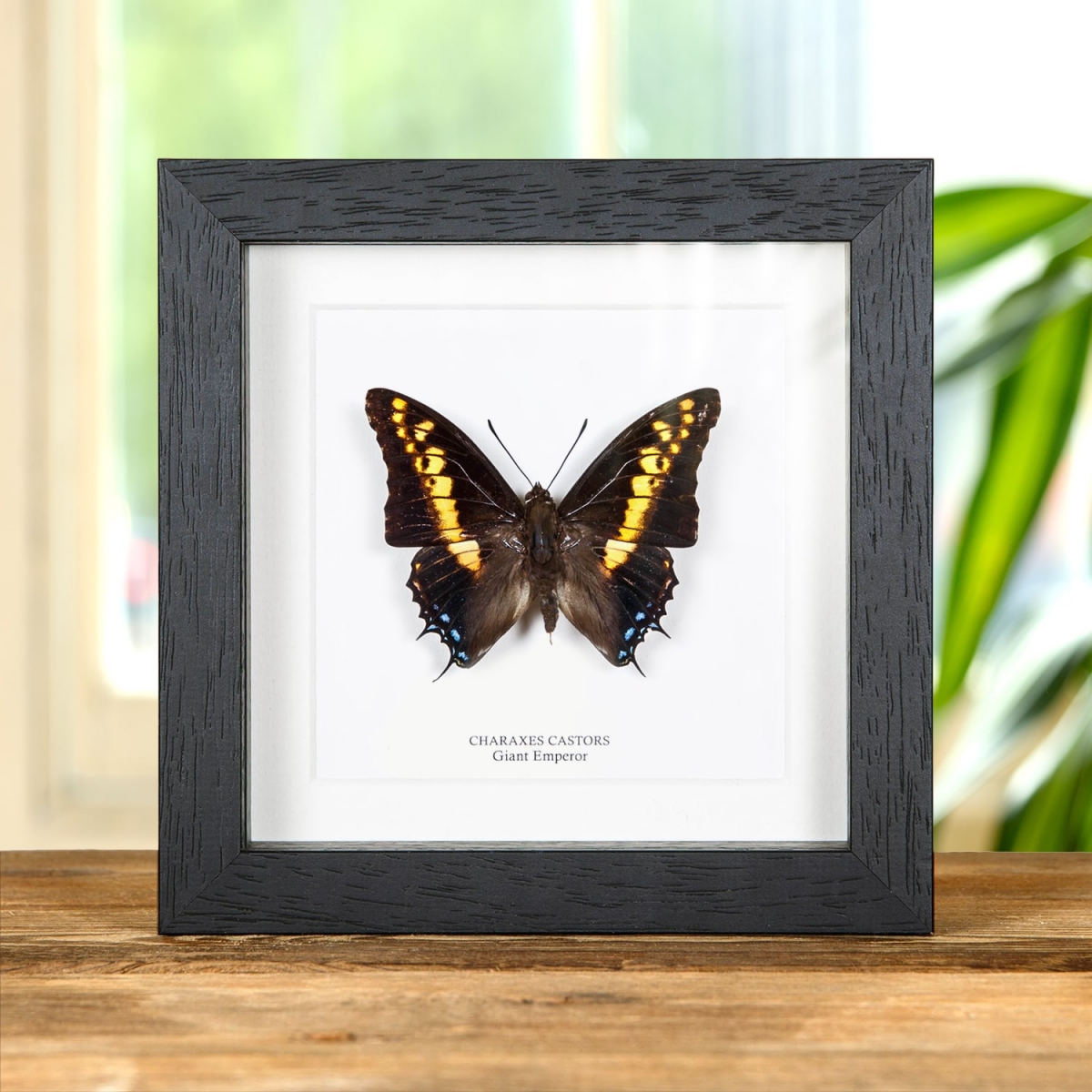 Minibeast Giant Emperor Butterfly In Box Frame (Charaxes castors)