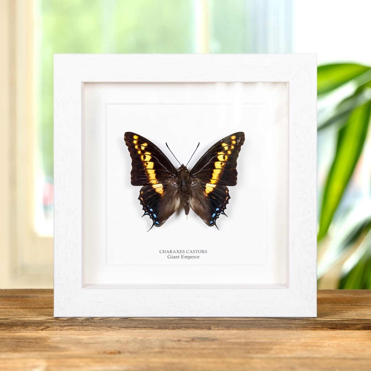 Giant Emperor Butterfly In Box Frame (Charaxes castors)