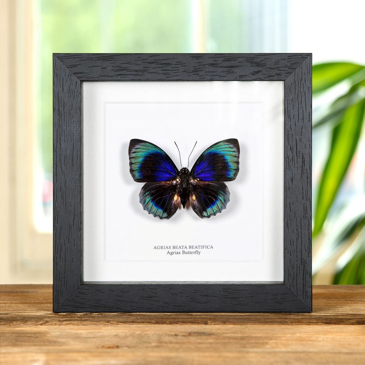 Minibeast Agrias Butterfly In Box Frame (Agrias beata beatifica)
