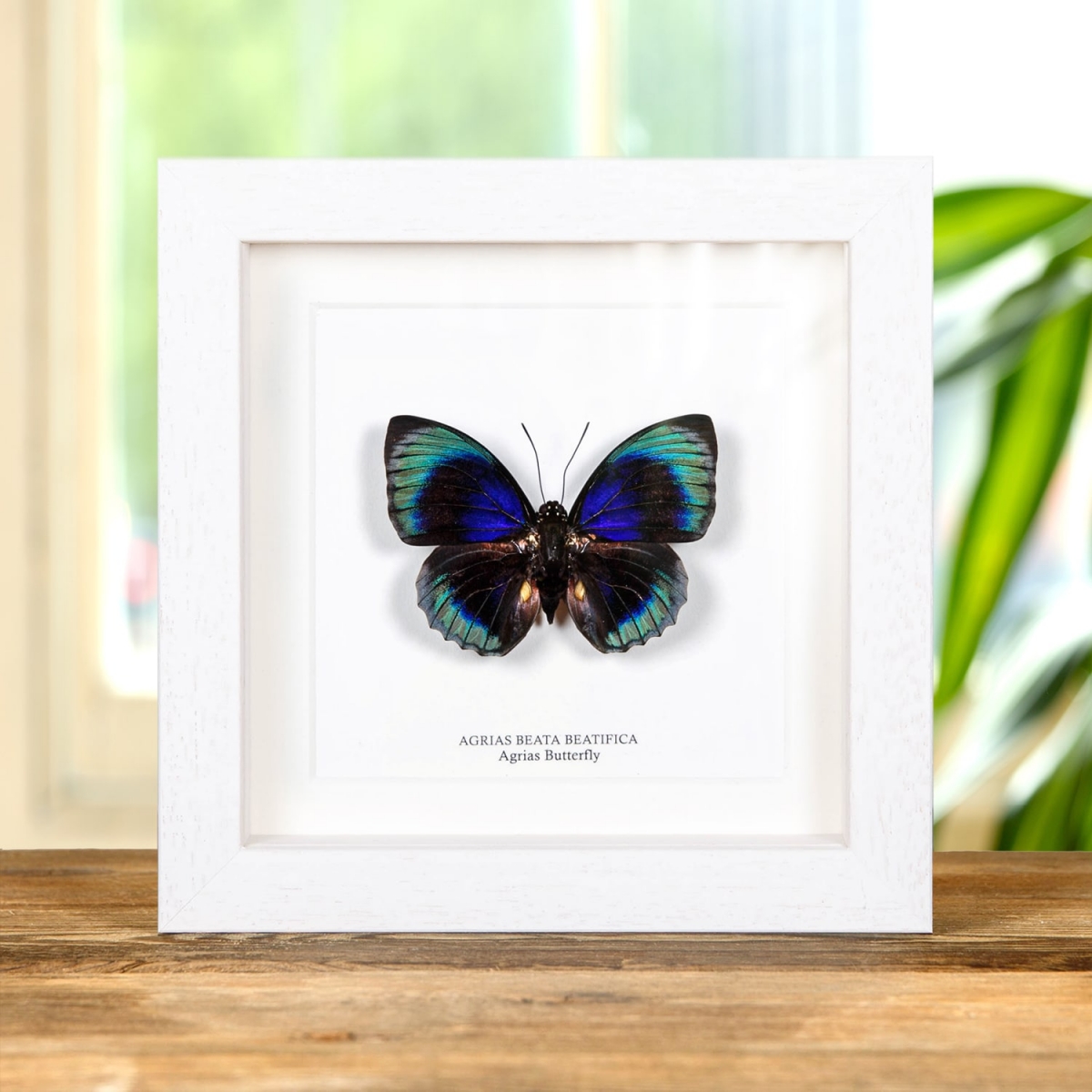 Agrias Butterfly In Box Frame (Agrias beata beatifica)