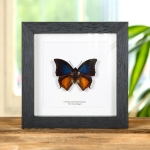 Minibeast The Iron Rajah Butterfly In Box Frame (Charaxes mars mars)