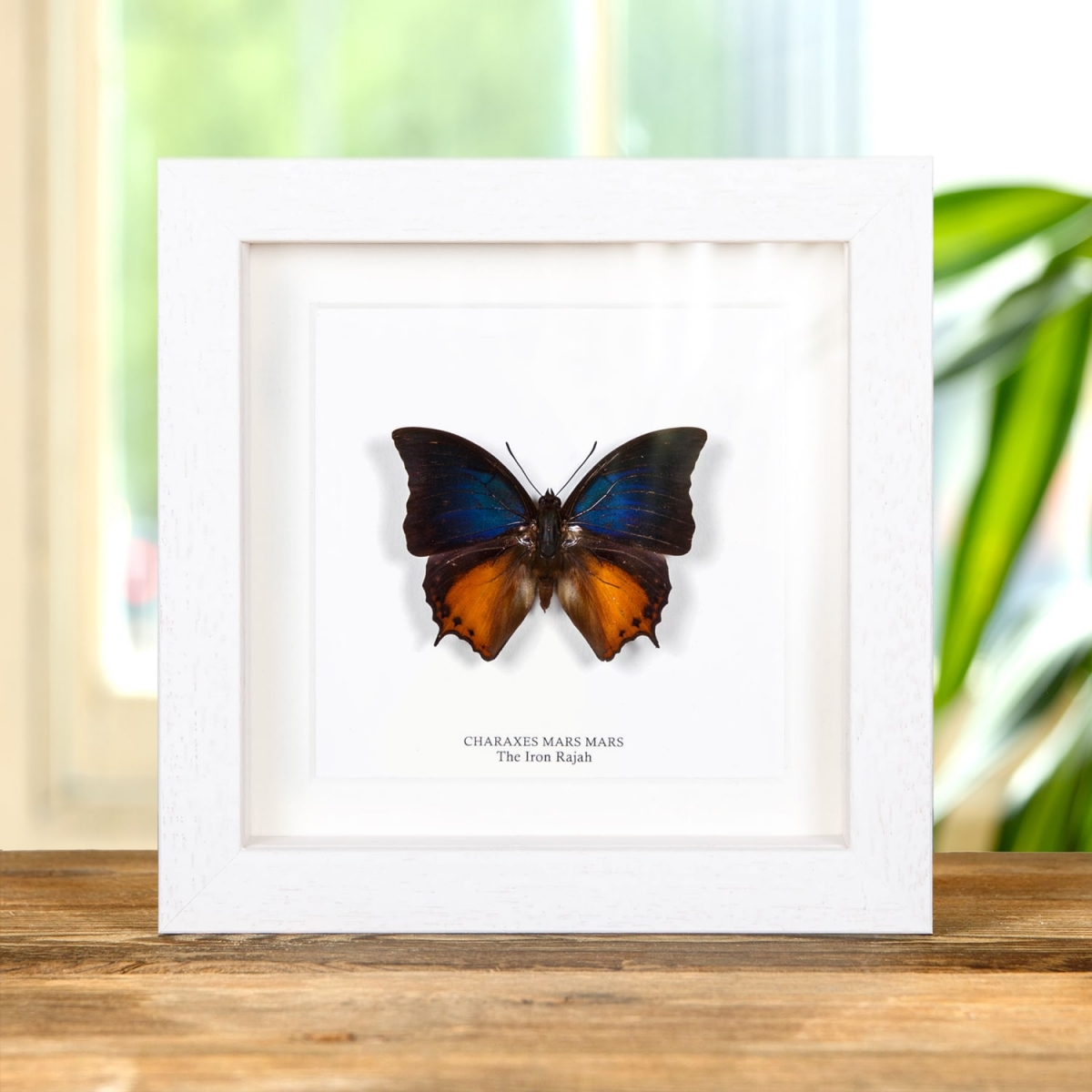 The Iron Rajah Butterfly In Box Frame (Charaxes mars mars)
