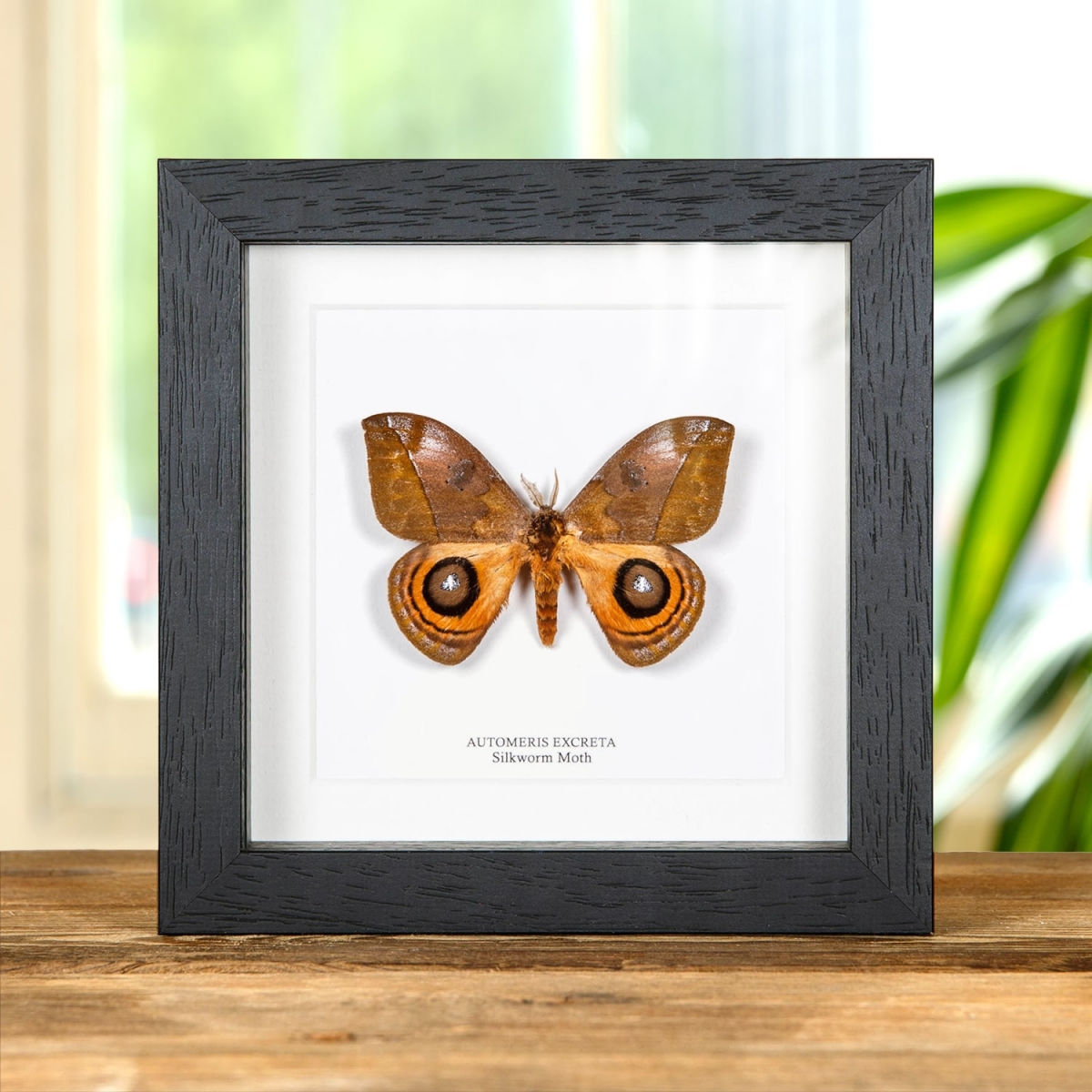 Minibeast Silkworm Moth In Box Frame (Automeris excreta)
