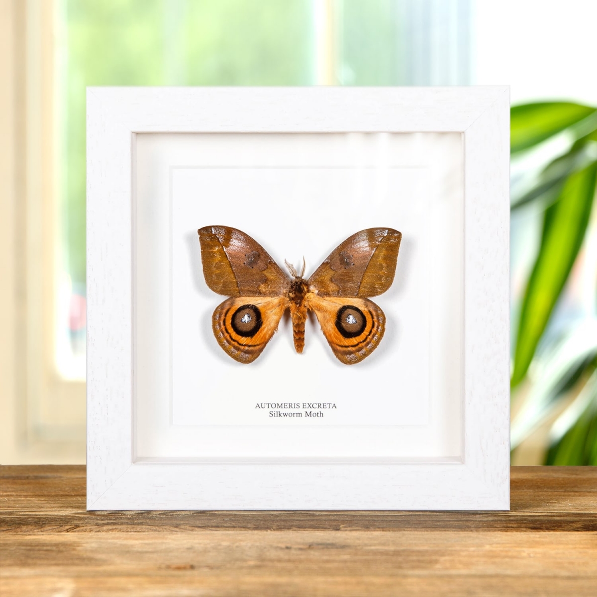 Silkworm Moth In Box Frame (Automeris excreta)