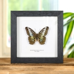 Minibeast The Clipper Butterfly In Box Frame (Parthenos sylvia apicalis)