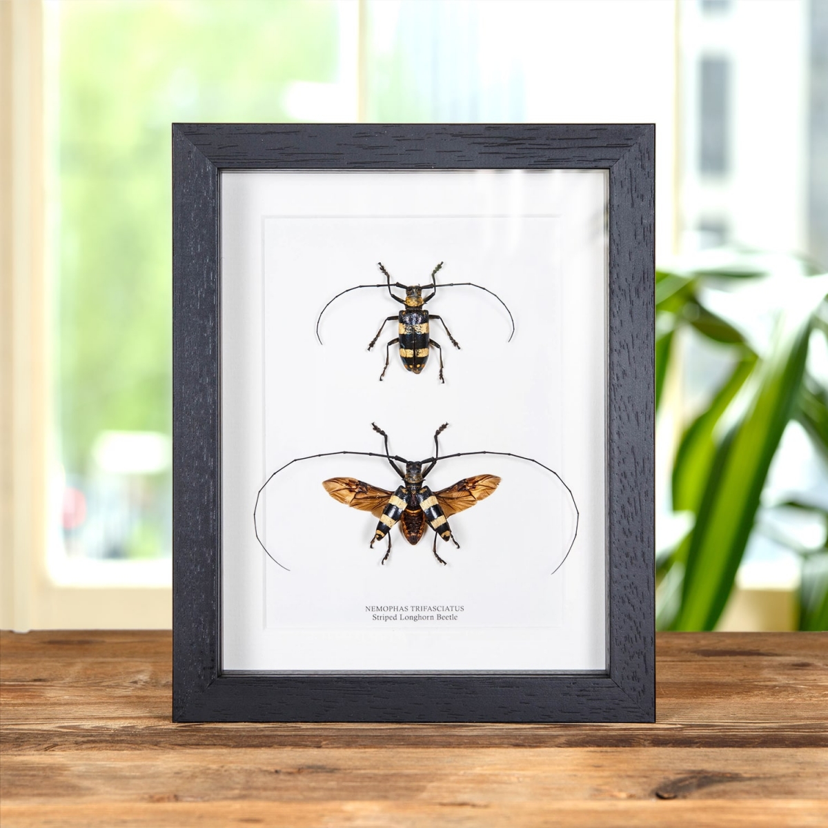 Minibeast Striped Longhorn Beetle Male & Female Pair In Box Frame (Nemophas trifasciatus)