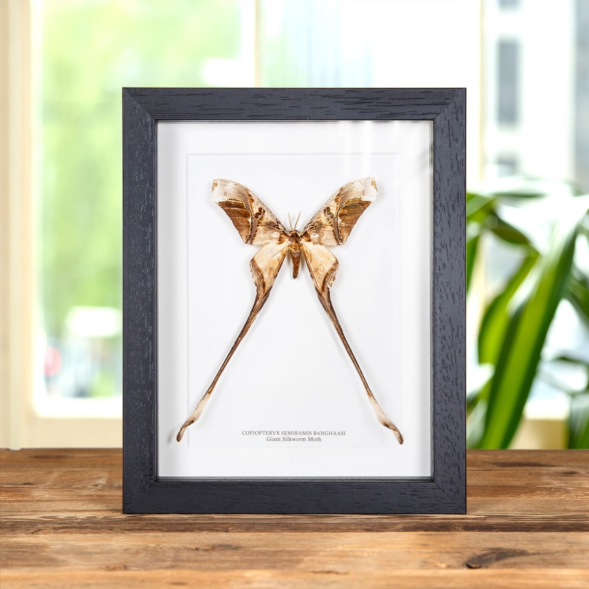 Minibeast Giant Silkworm Moth In Box Frame (Copiopteryx semiramis banghaasi)
