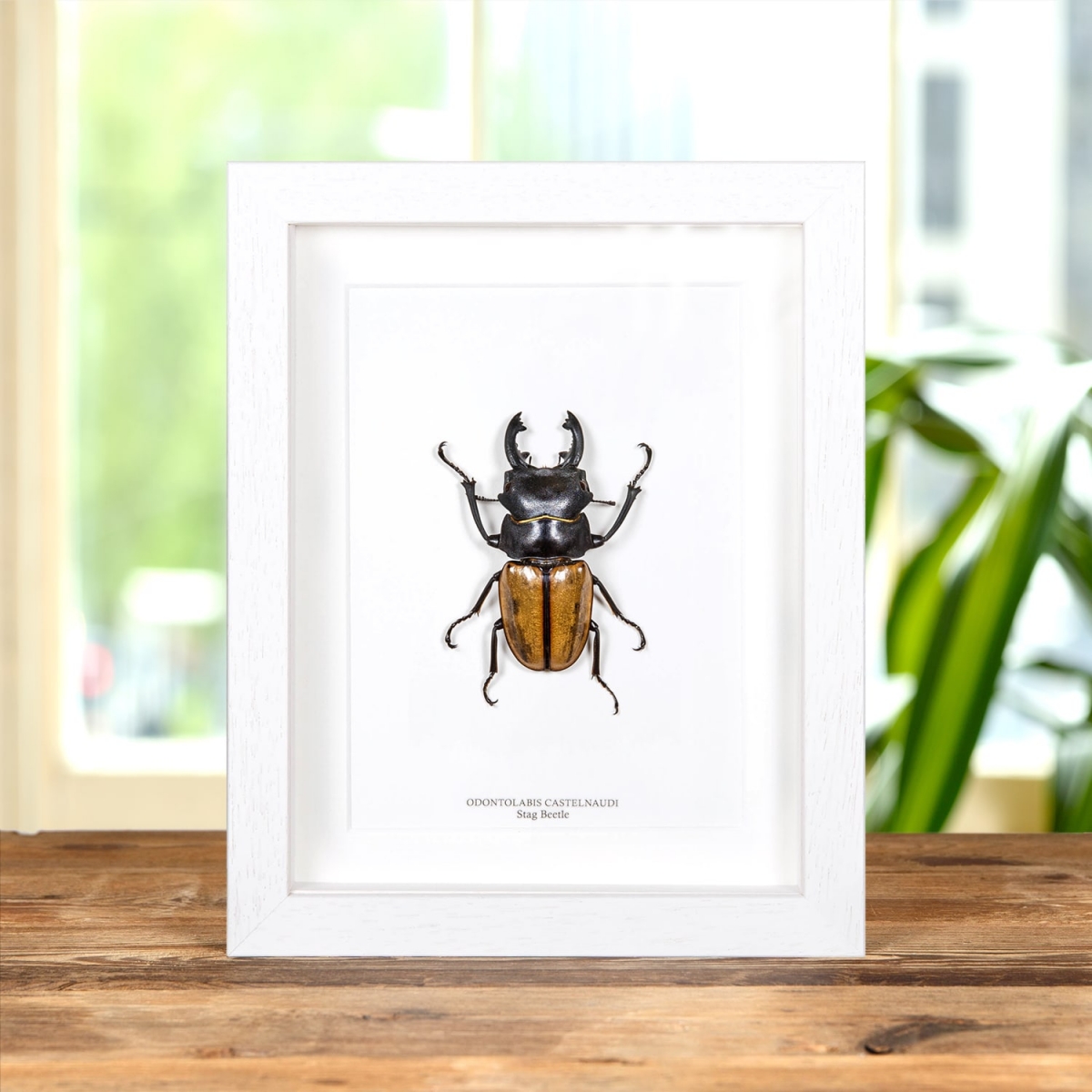 Huge XL Stag Beetle In Box Frame (Odontolabis castelnaudi)