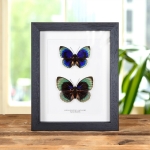 Minibeast Agrias Butterfly Male & Female Pair In Box Frame (Agrias beatifica lachaume)