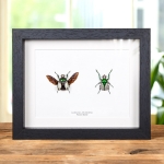 Minibeast Green Scarab Beetle Male & Female Pair In Box Frame (Ranzania splendens)