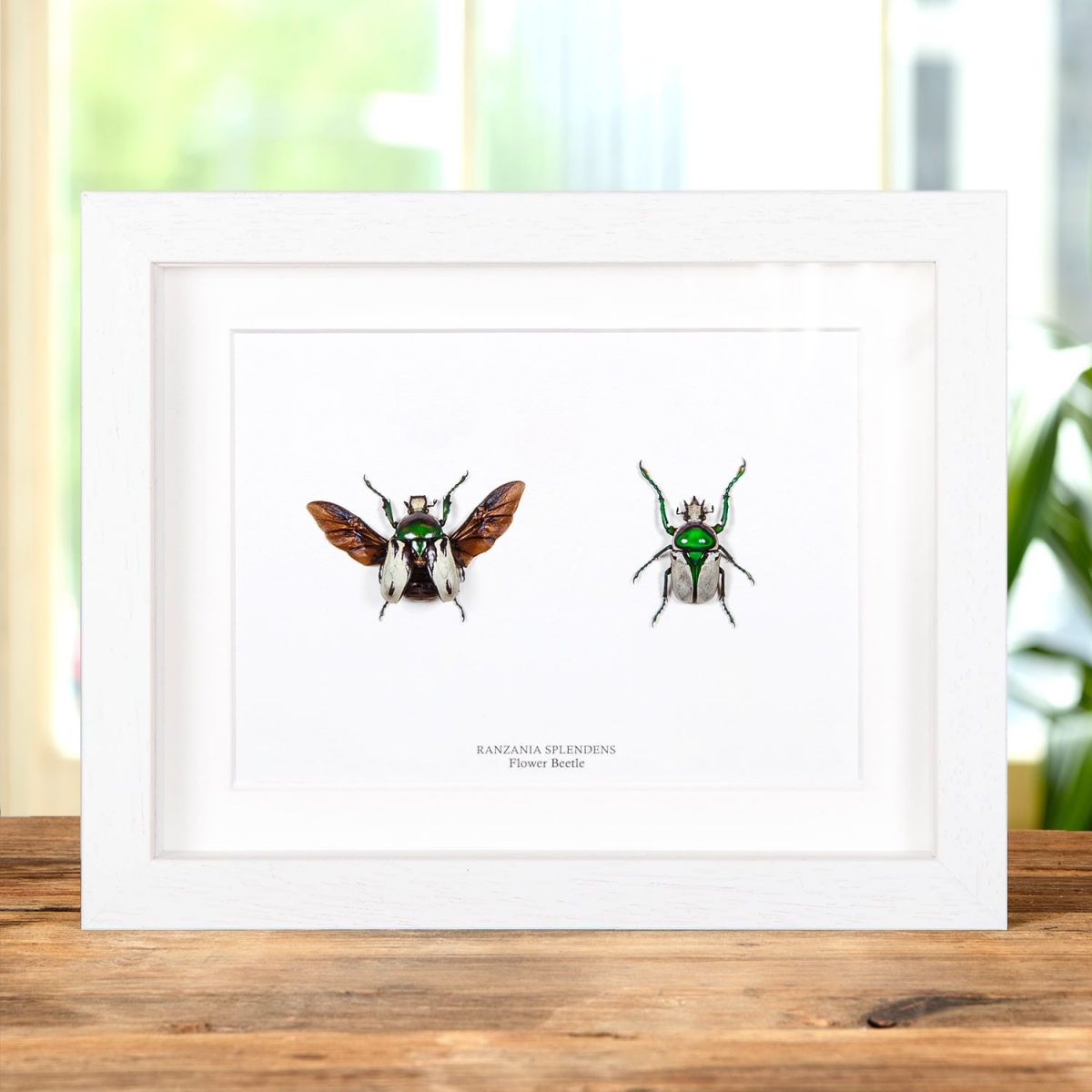 Green Scarab Beetle Male & Female Pair In Box Frame (Ranzania splendens)