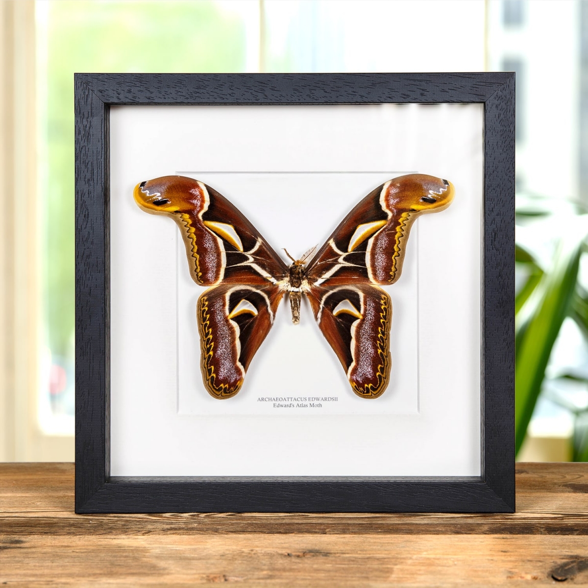 Minibeast Edward's Atlas moth In Box Frame (Archaeoattacus edwardsii)