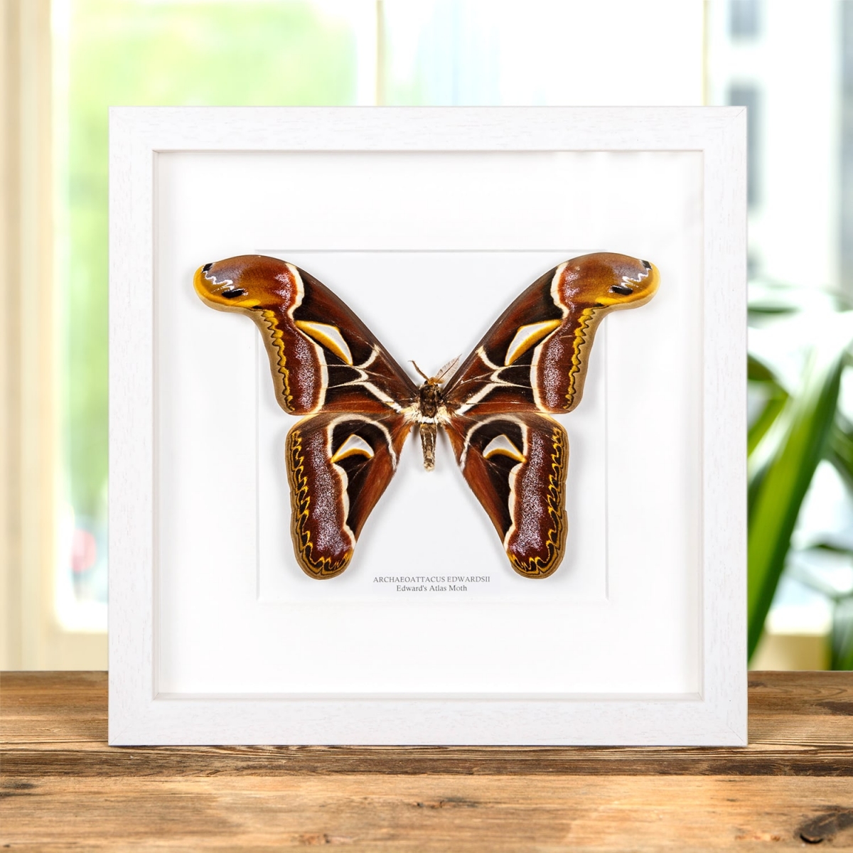 Edward's Atlas moth In Box Frame (Archaeoattacus edwardsii)