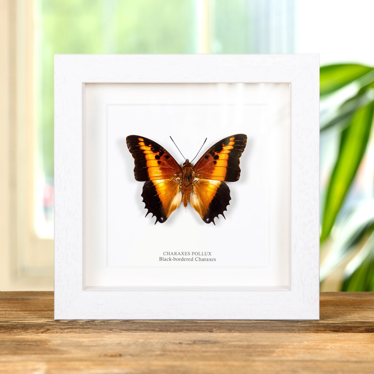 Black-bordered Charaxes In Box Frame (Charaxes pollux)