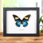 Minibeast Female Queen Swallowtail In Box Frame (Papilio androgeus)