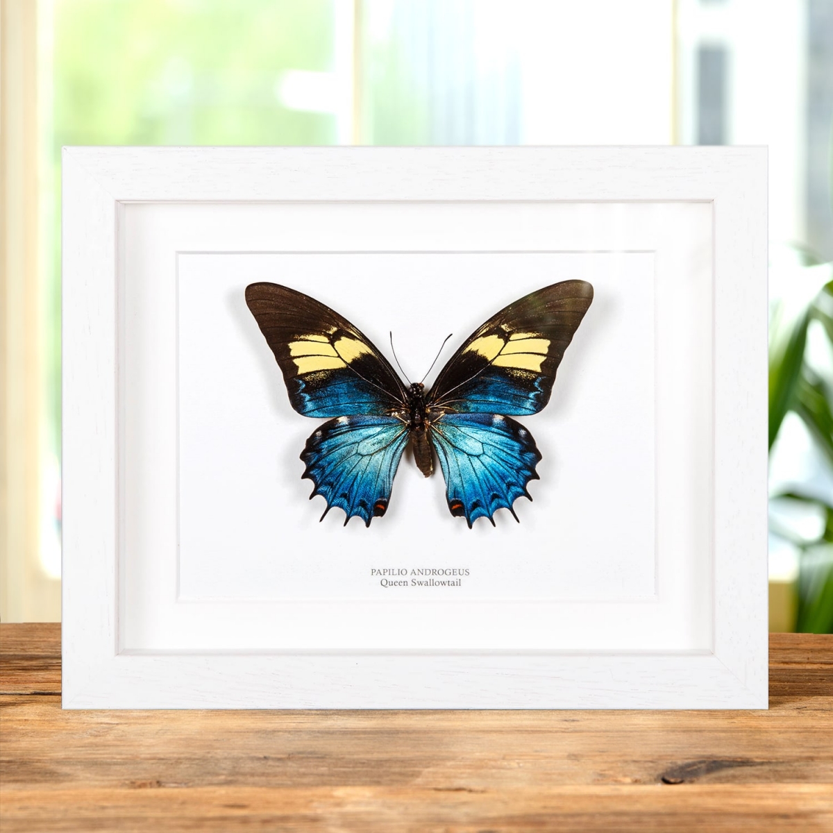 Female Queen Swallowtail In Box Frame (Papilio androgeus)