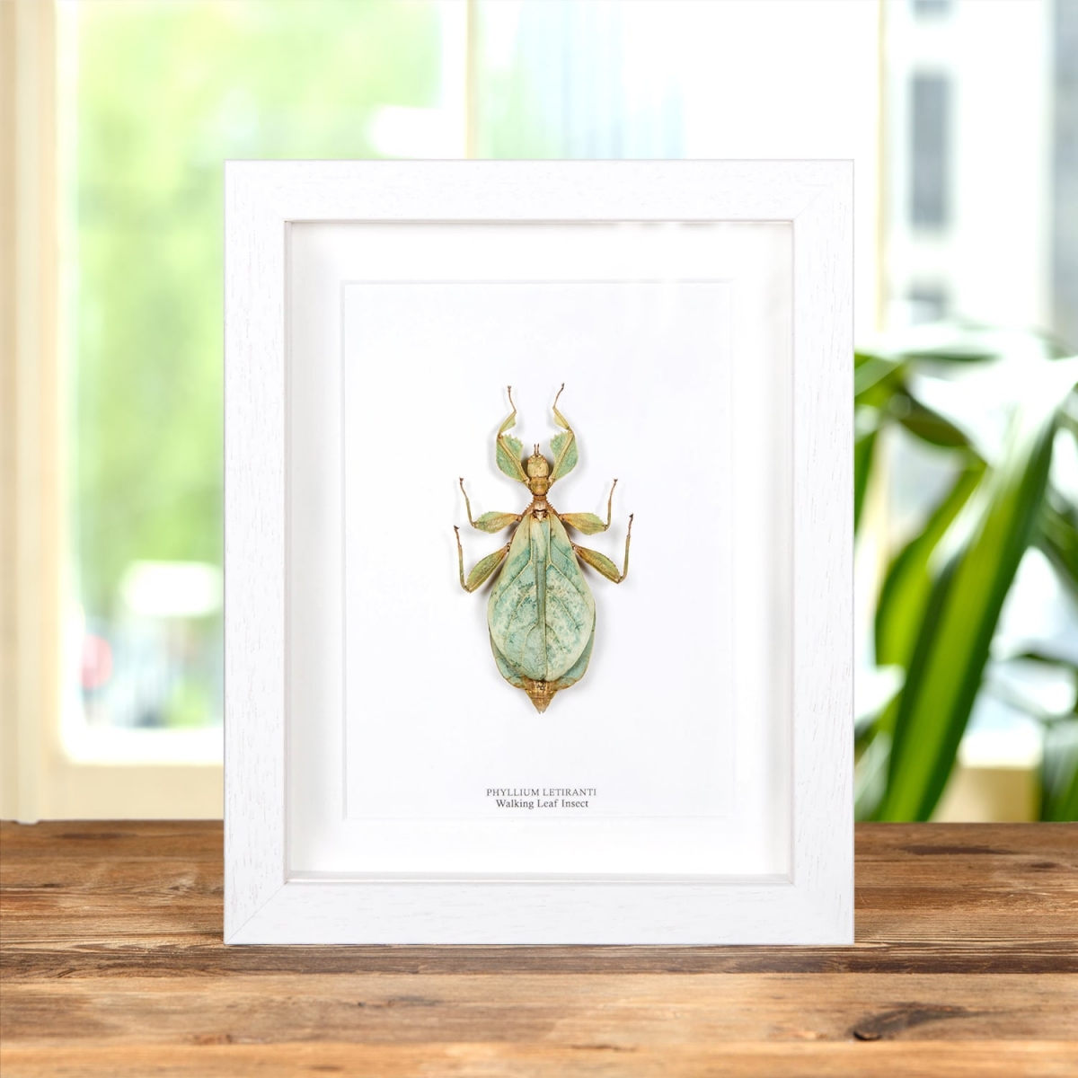 Walking Leaf Insect in Box Frame (Phyllium letiranti)