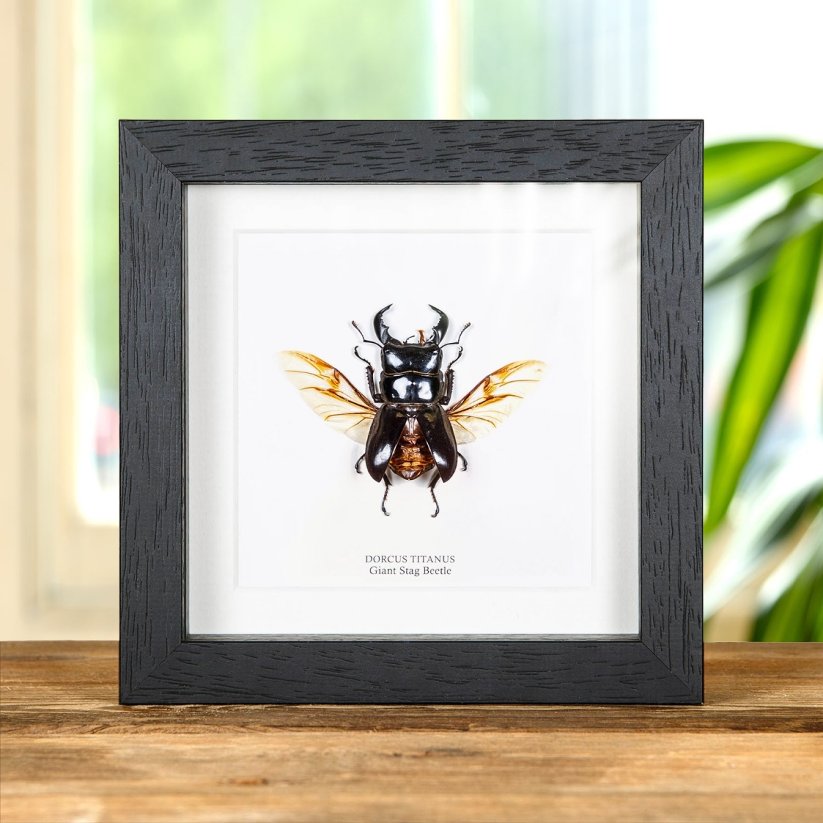 Minibeast Wing-spread Giant Stag Beetle in Box Frame (Dorcus titanus)