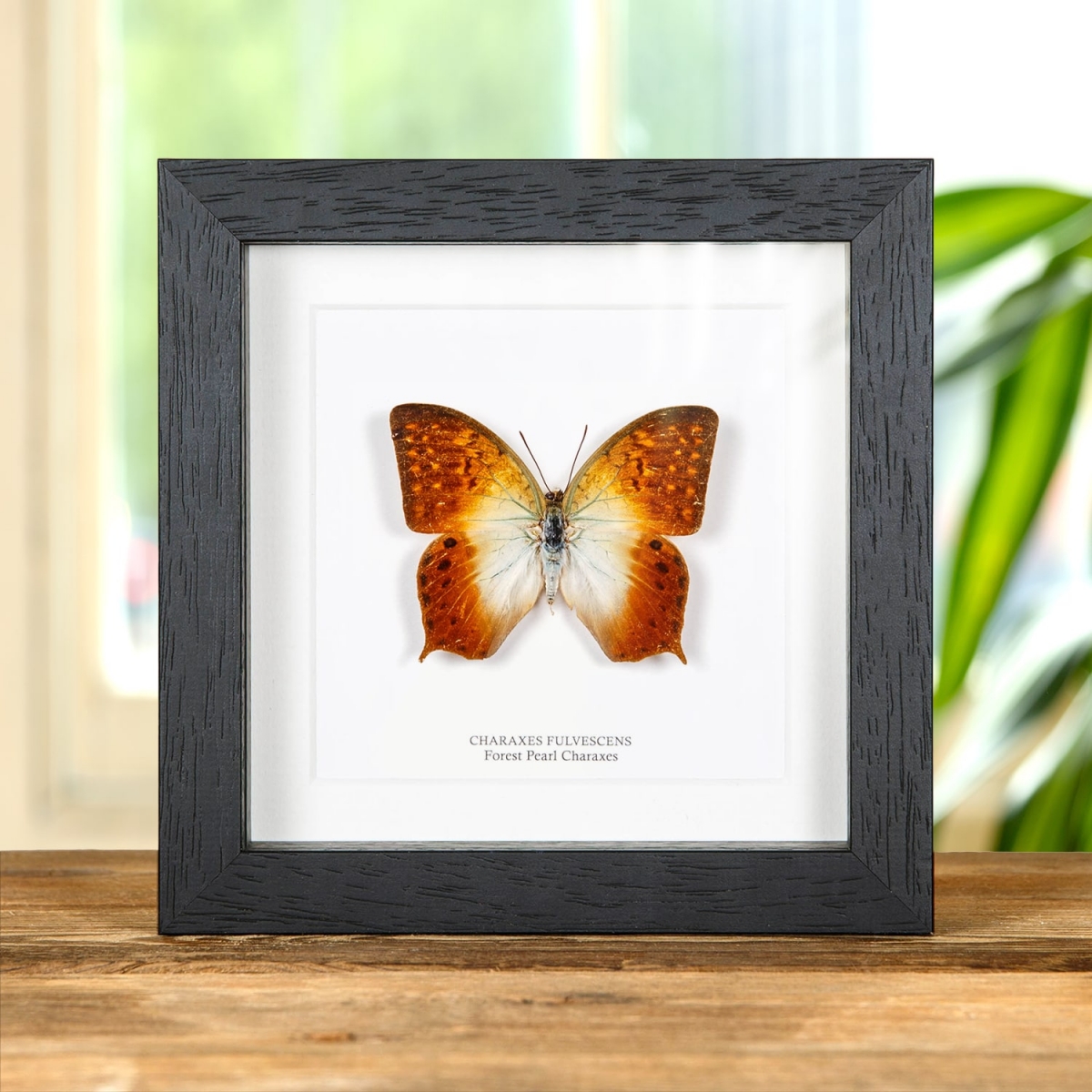 Minibeast Forest Pearl Charaxes In Box Frame (Charaxes fulvescens)