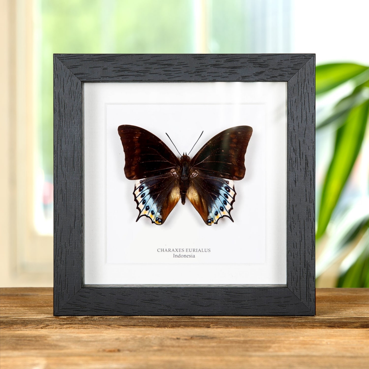 Minibeast Charaxes eurialus In Box Frame From Indonesia