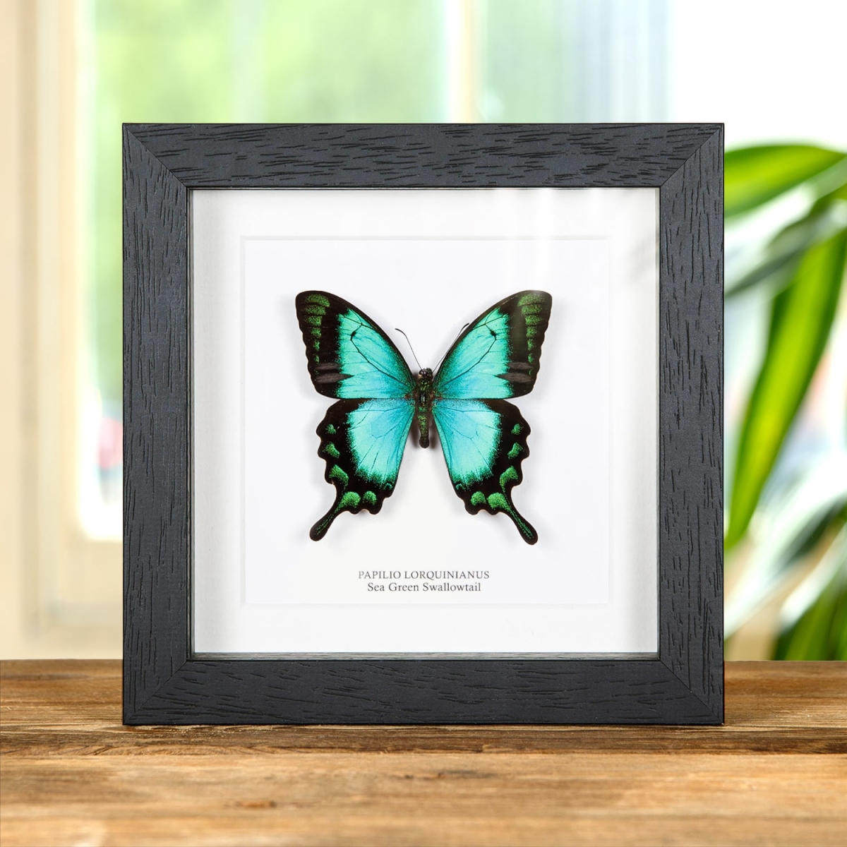Minibeast Sea Green Swallowtail in Box Frame (Papilio lorquinianus)