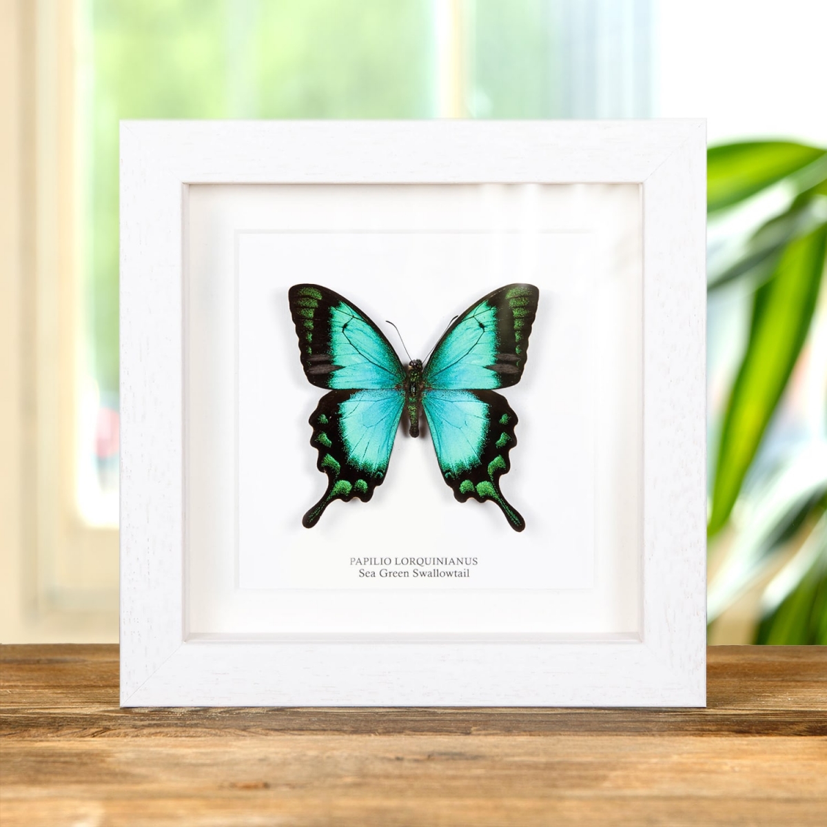 Sea Green Swallowtail in Box Frame (Papilio lorquinianus)