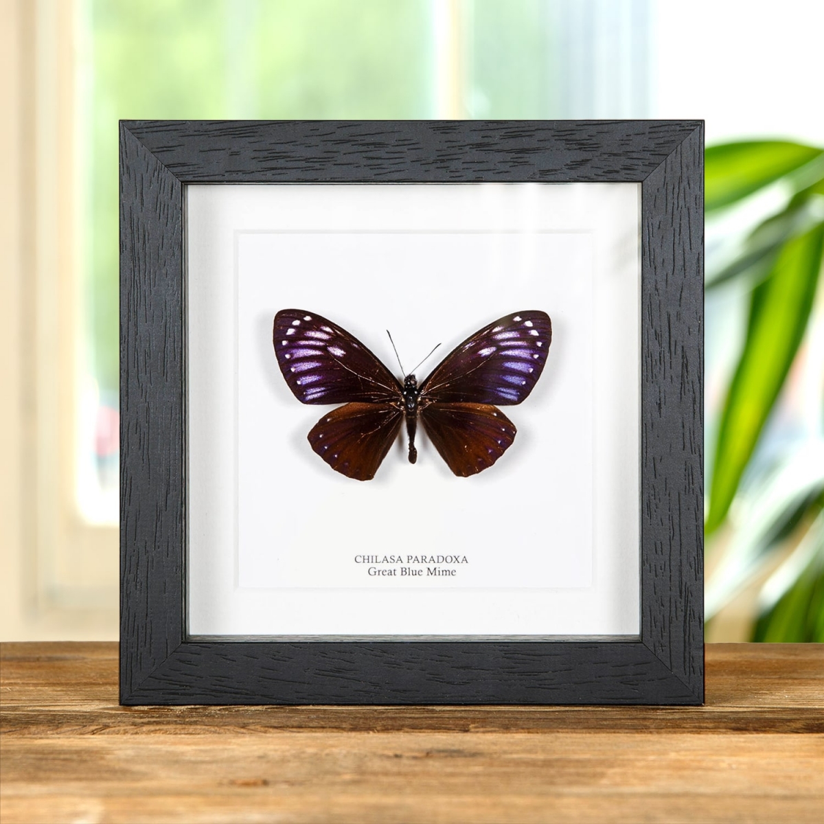 Minibeast Rare Great Blue Mime In Box Frame (Papilio paradoxa)