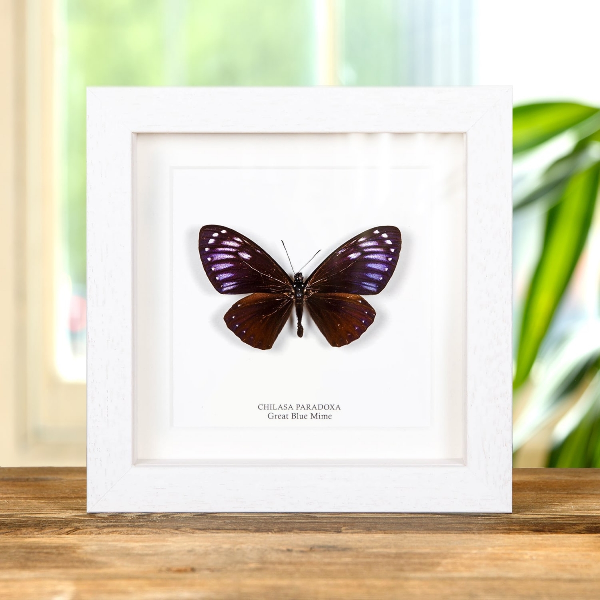 Rare Great Blue Mime In Box Frame (Papilio paradoxa)