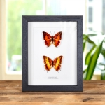 Minibeast Silver-striped Charaxes Butterfly Male & Female In Box Frame (Charaxes lasti)