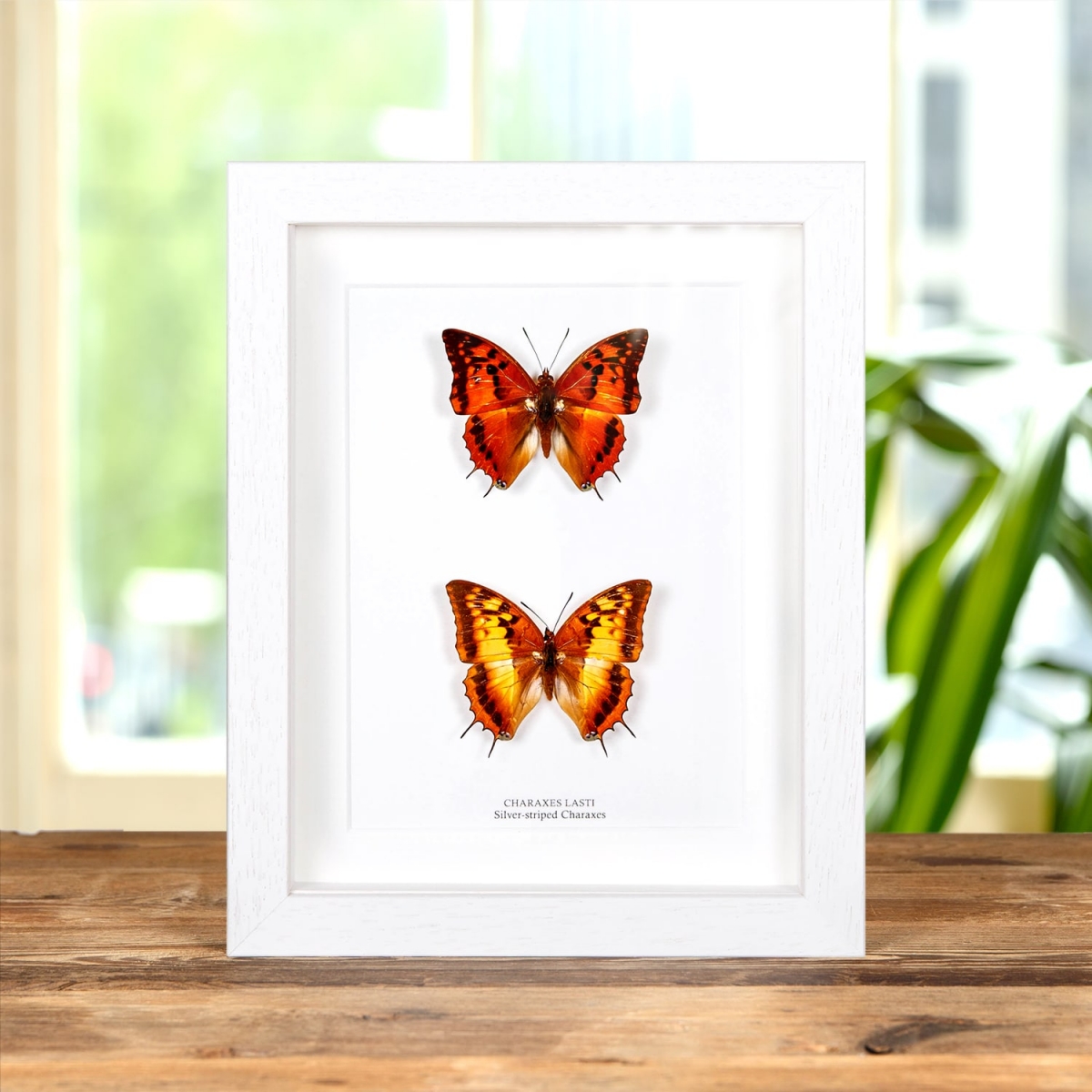 Silver-striped Charaxes Butterfly Male & Female In Box Frame (Charaxes lasti)