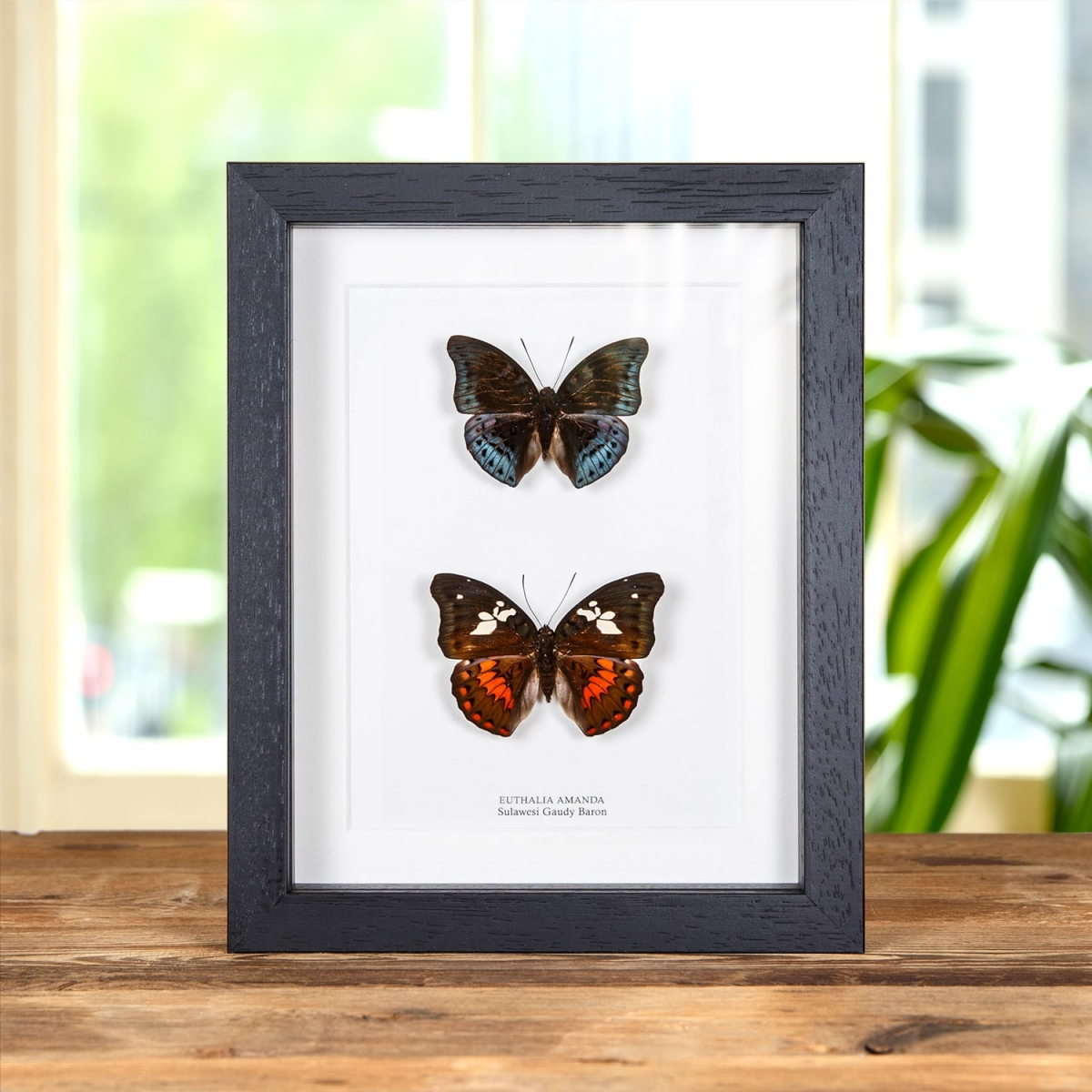 Minibeast Sulawesi Gaudy Baron Butterfly Male & Female In Box Frame (Euthalia amanda)