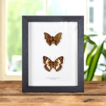 Minibeast Green Baron Butterfly Male & Female In Box Frame (Euthalia adonia)