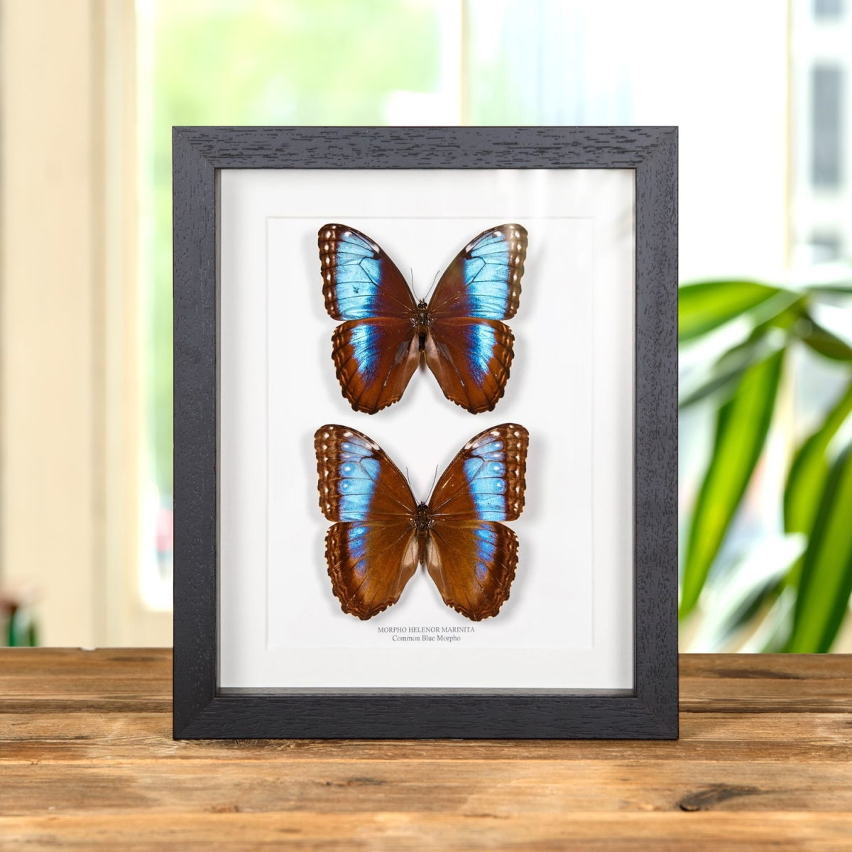 Minibeast Blue Morpho Butterfly Male & Female In Box Frame (Morpho helenor marinita)