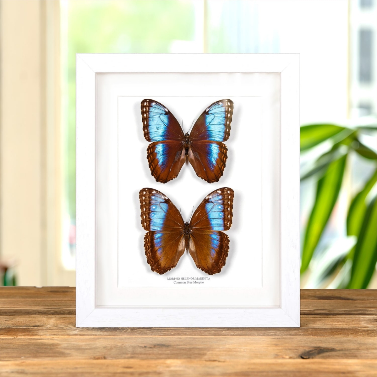 Blue Morpho Butterfly Male & Female In Box Frame (Morpho helenor marinita)