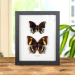 Minibeast Charaxes eurialus Butterfly Male & Female In Box Frame From Ambon Island